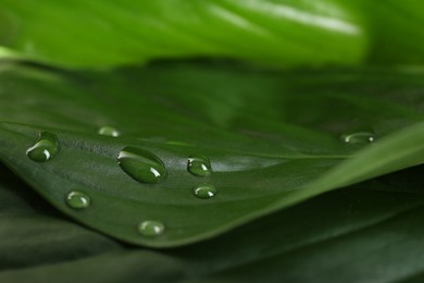 Photo of Lush green leaves with dew drops, closeup