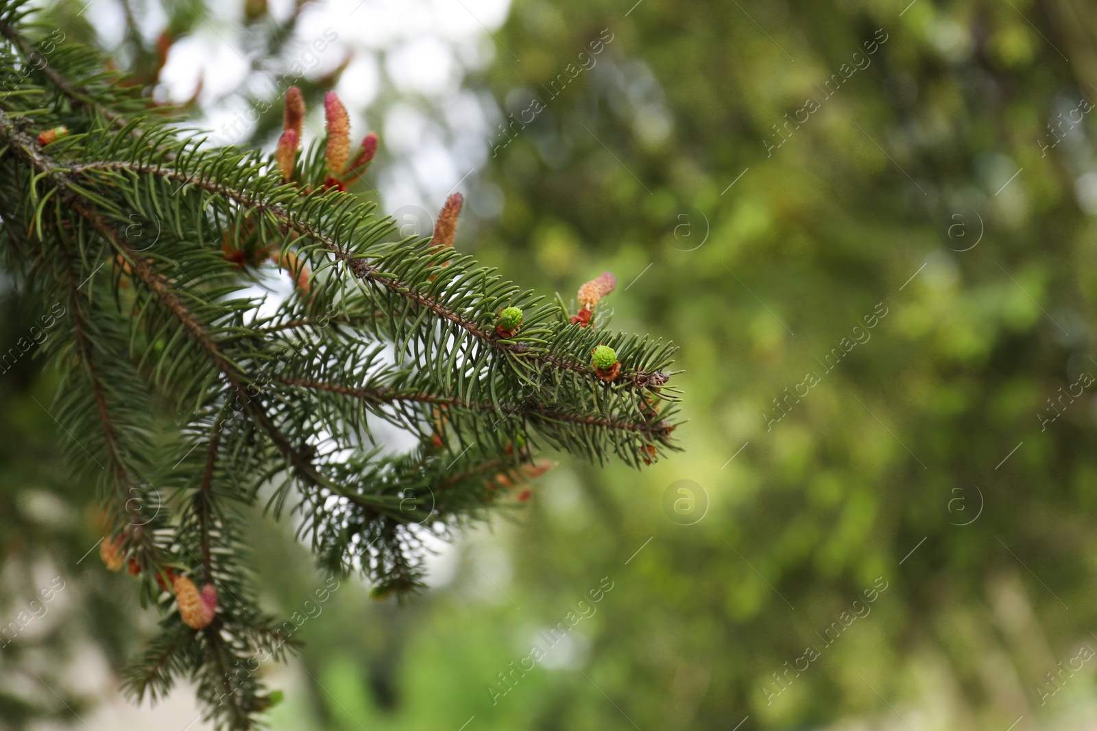 Photo of Beautiful branch of coniferous tree, closeup. Space for text