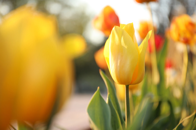 Beautiful blossoming yellow tulip outdoors on sunny spring day