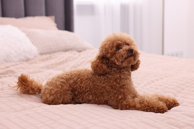 Photo of Cute Maltipoo dog on soft bed at home. Lovely pet