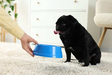 Photo of Woman feeding her adorable Pug dog in room, closeup