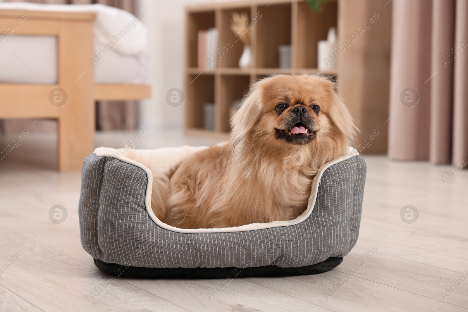 Photo of Cute Pekingese dog on pet bed in room