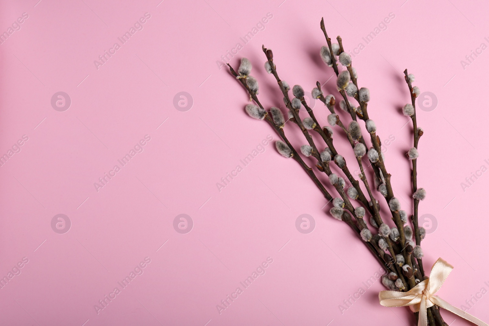 Photo of Beautiful blooming willow branches on pink background, top view. Space for text