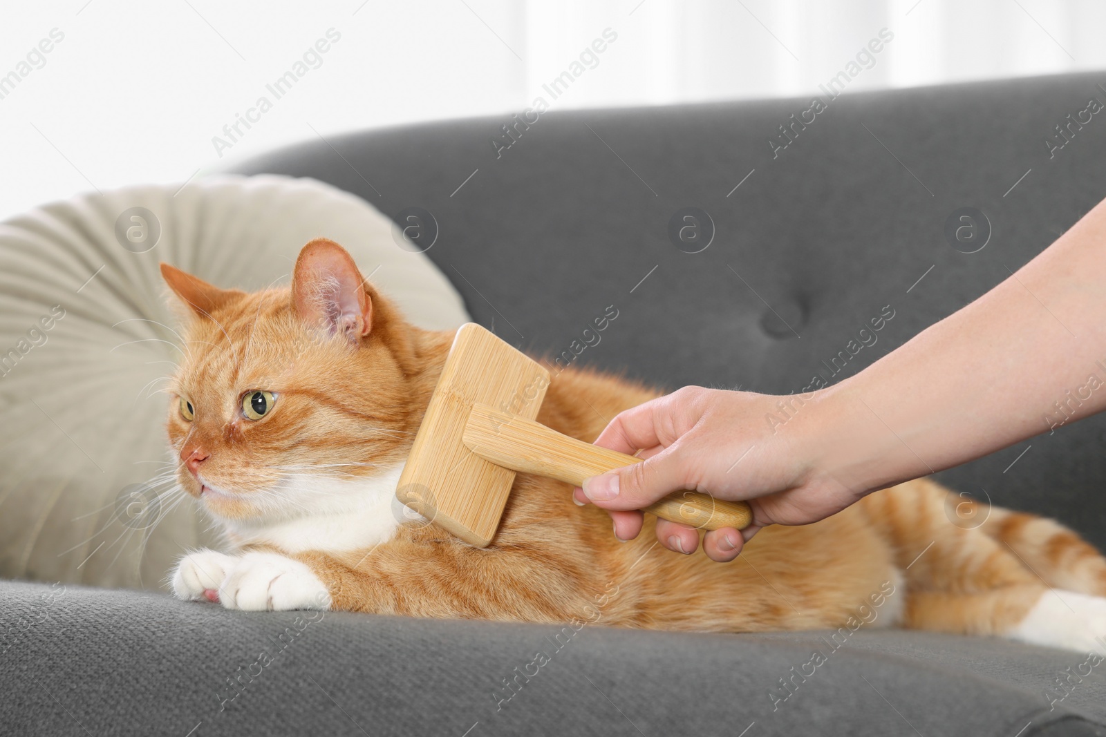 Photo of Woman brushing cute ginger cat's fur on couch indoors, closeup