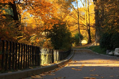 Photo of Beautiful yellowed trees and paved pathway in park on sunny day