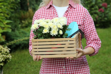 Photo of Woman holding wooden crate with chrysanthemum flowers and gardening tools outdoors, closeup