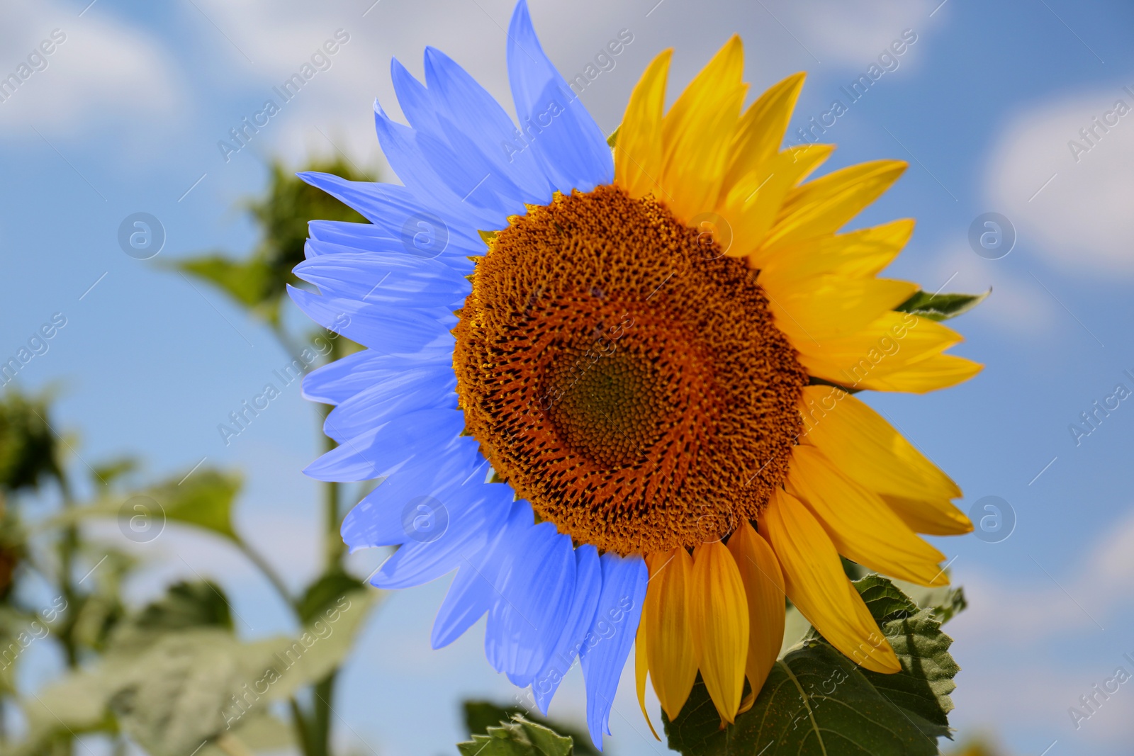 Image of Beautiful sunflower in colors of Ukrainian flag growing outdoors, closeup view