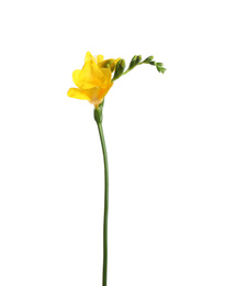 Beautiful yellow freesia flower isolated on white