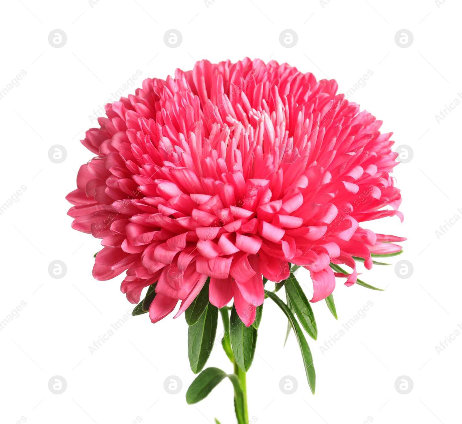 Photo of Beautiful bright aster flower on white background