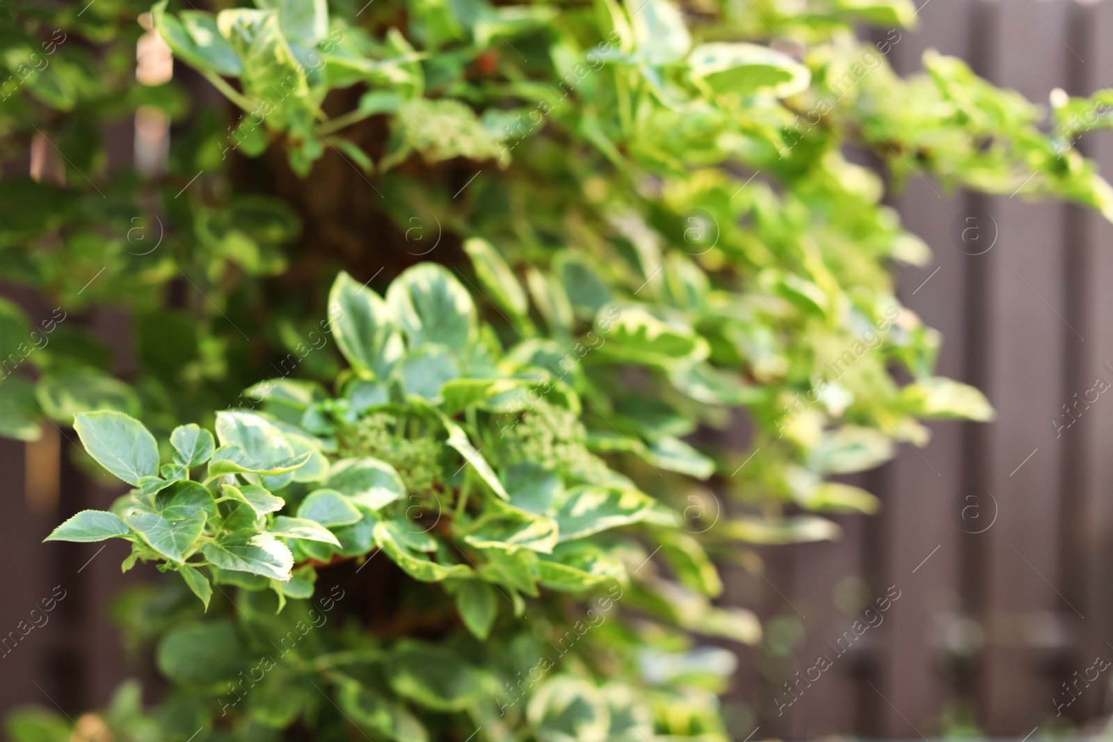 Photo of Green plant with lush leaves outdoors, closeup