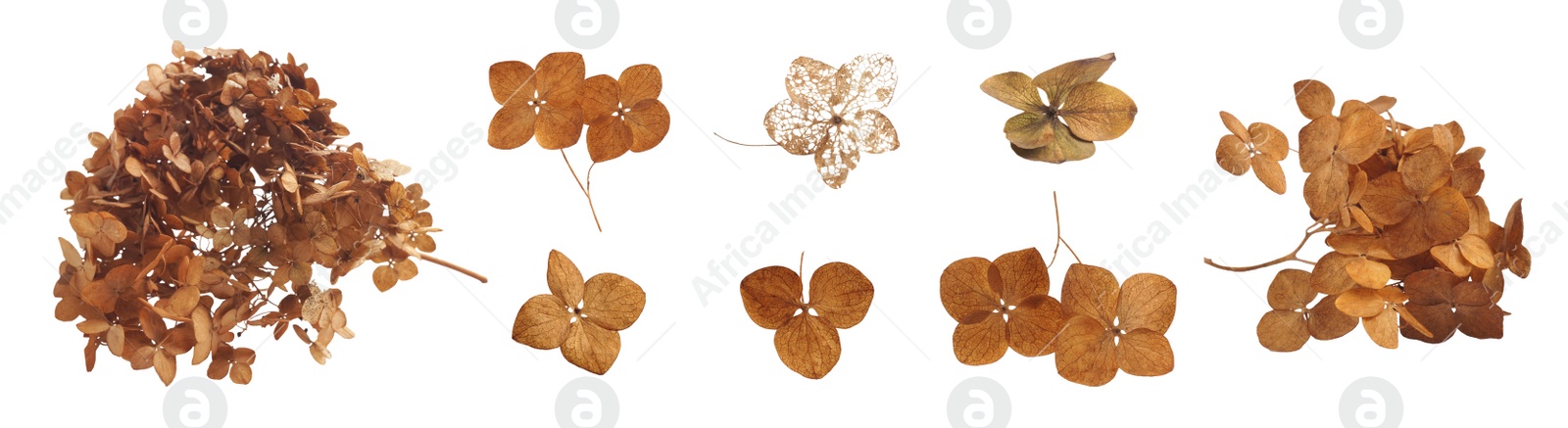 Image of Collage with dry hortensia (hydrangea) on white background. Banner design