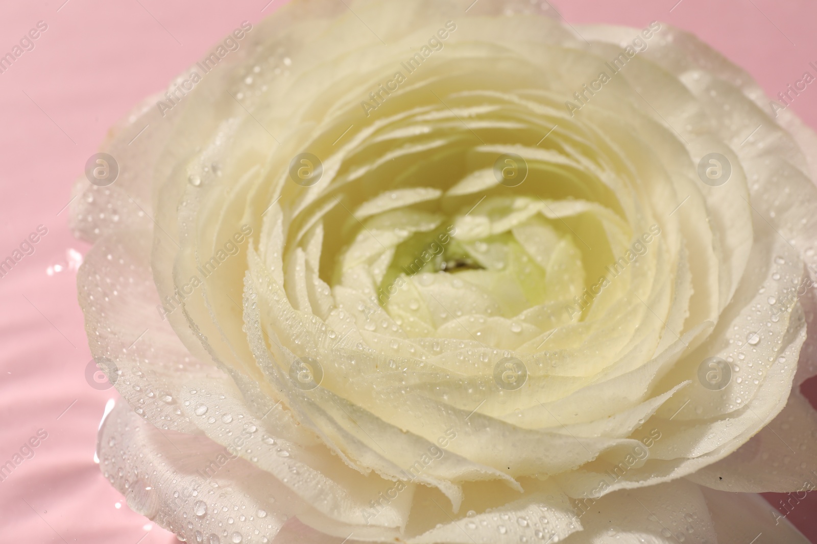 Photo of Beautiful white rose flower with water drops on pink background, closeup