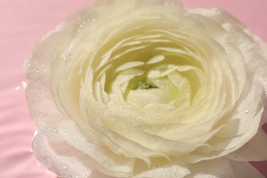 Photo of Beautiful white rose flower with water drops on pink background, closeup