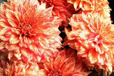Beautiful coral dahlia flowers as background, closeup
