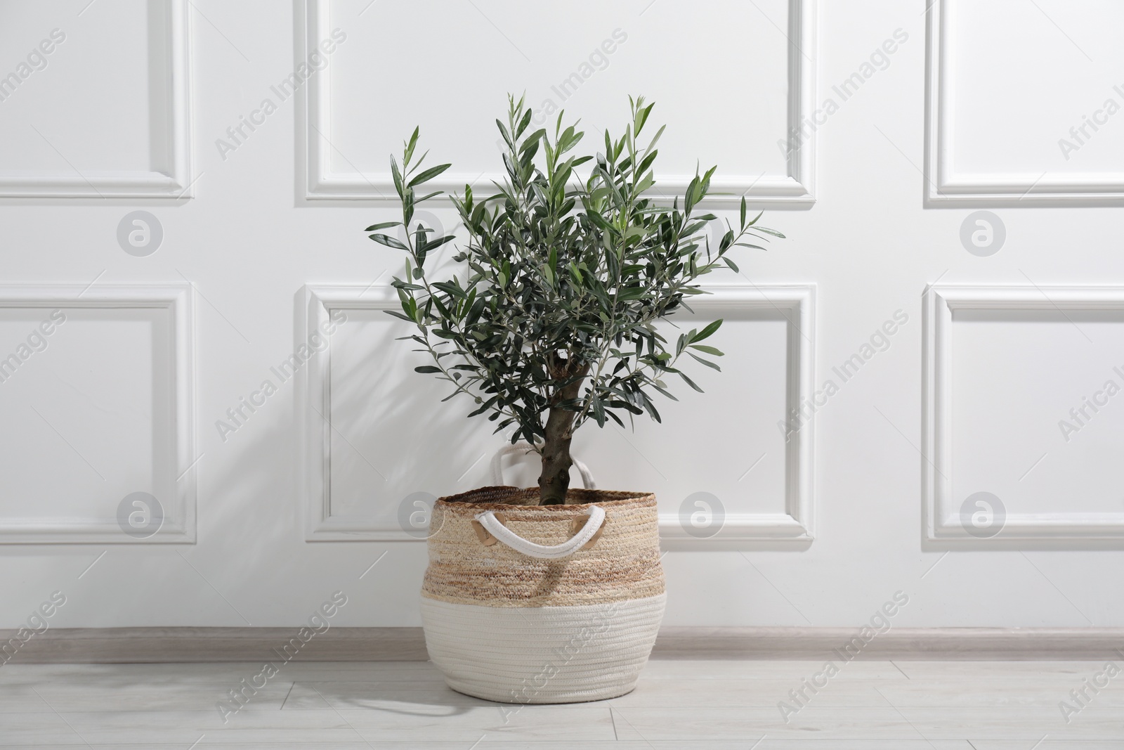 Photo of Beautiful young potted olive tree near white wall indoors. Interior element