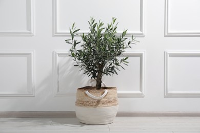 Beautiful young potted olive tree near white wall indoors. Interior element