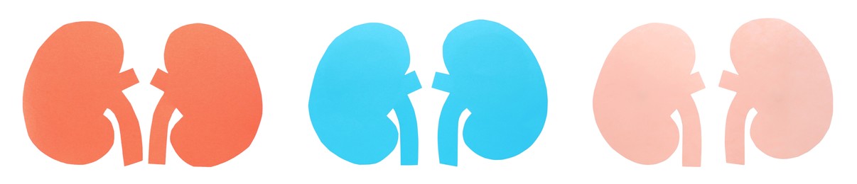 Set with paper cutouts of kidneys on white background, top view. Banner design