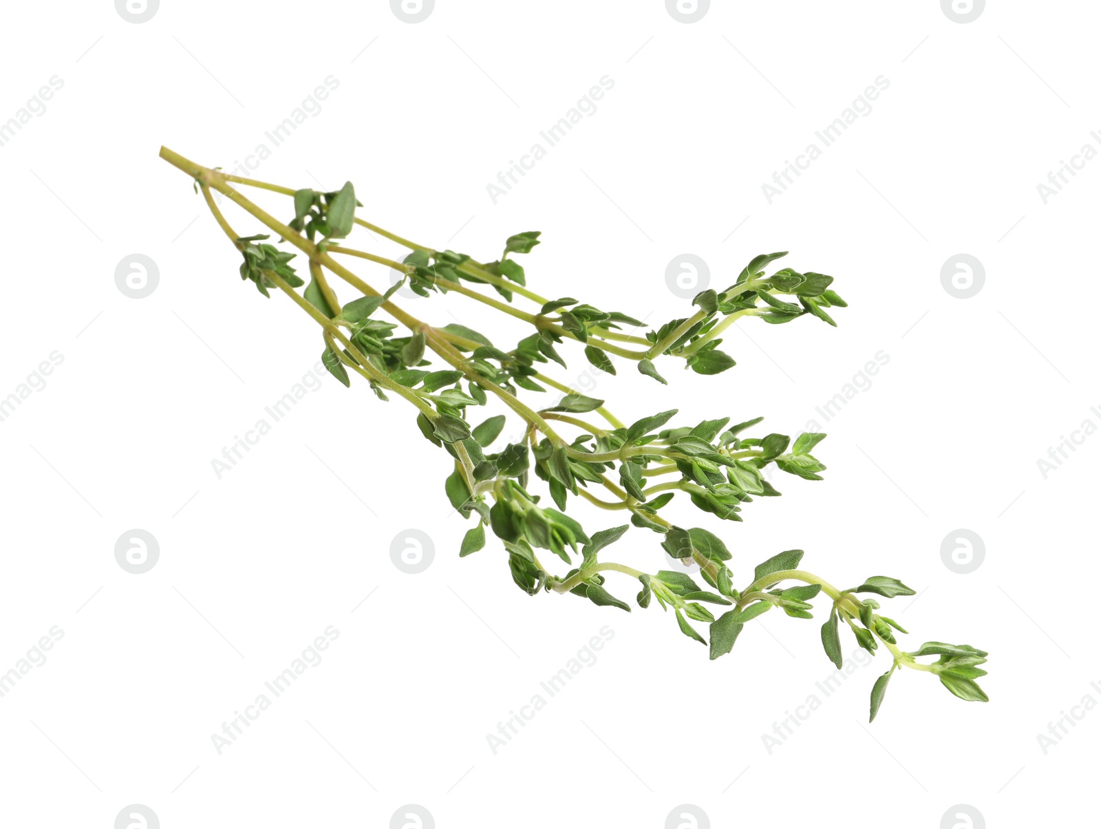 Photo of Aromatic thyme sprig on white background. Fresh herb