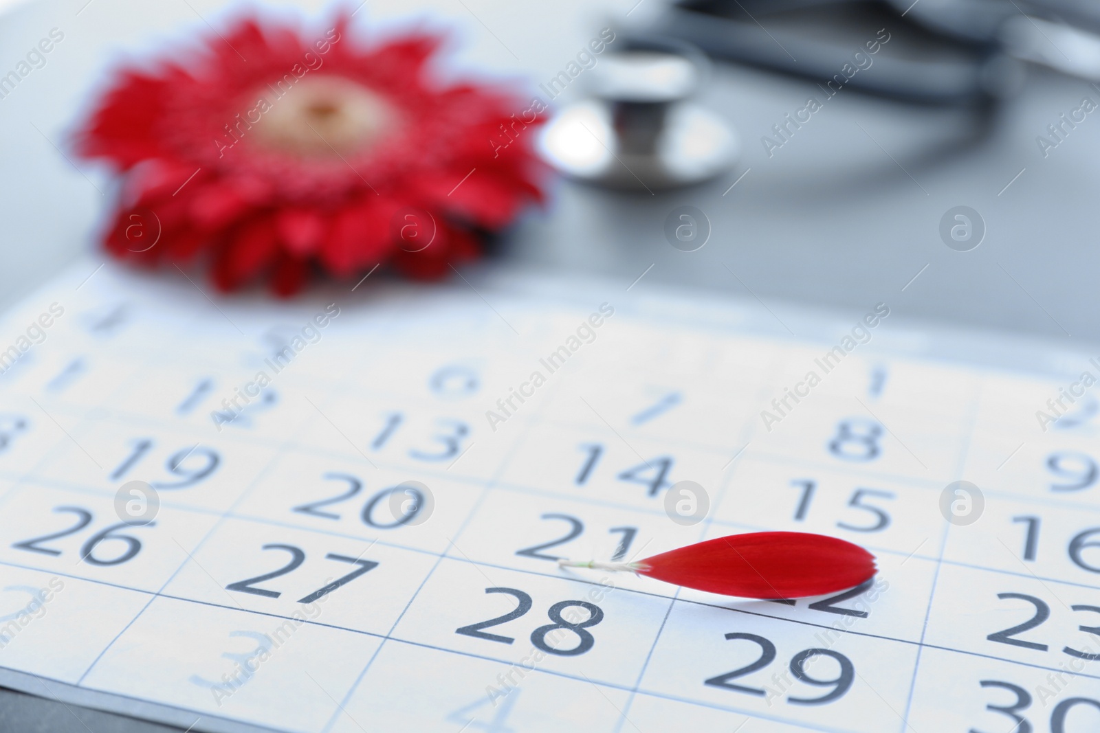 Photo of Calendar with red flower petal on table. Gynecological care