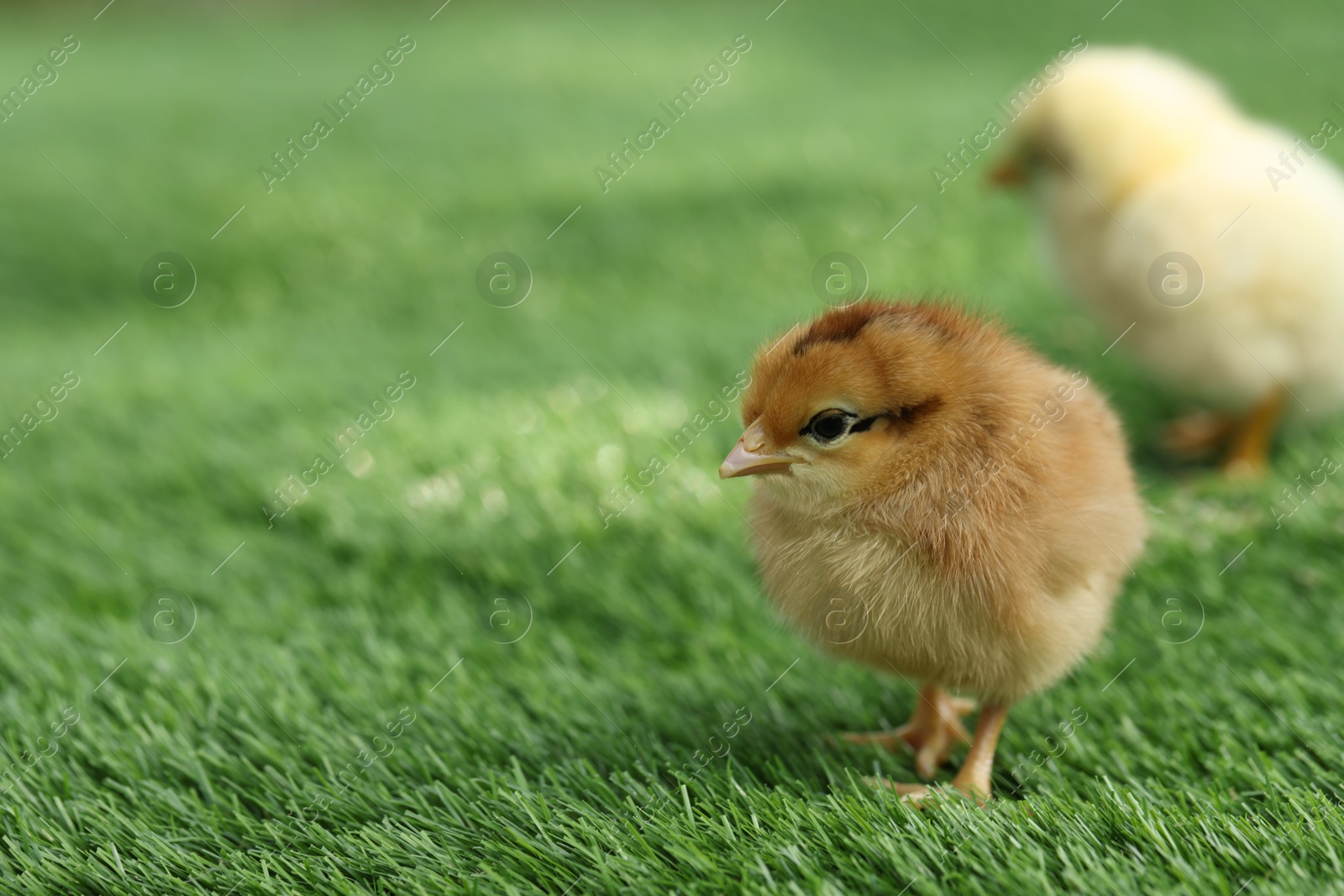 Photo of Cute chick on green artificial grass outdoors, closeup with space for text. Baby animal