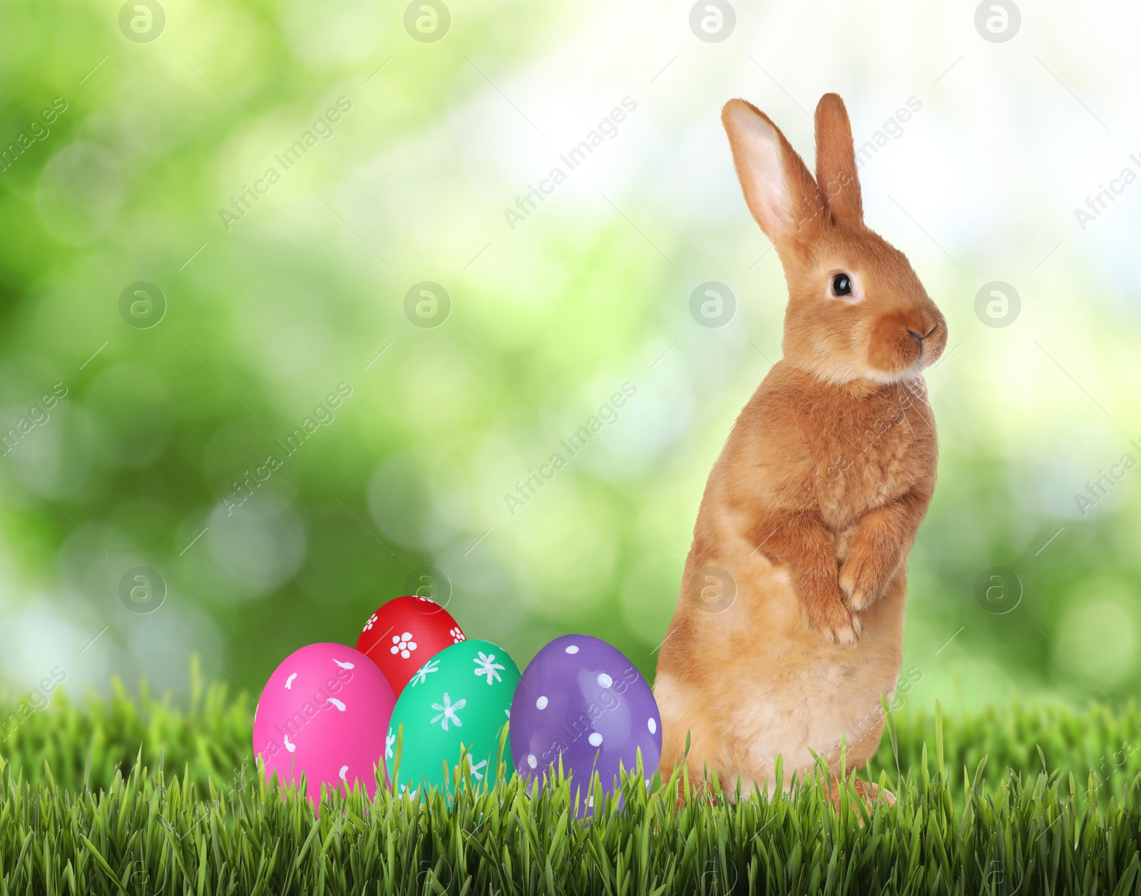 Image of Cute bunny and colorful Easter eggs on green grass outdoors