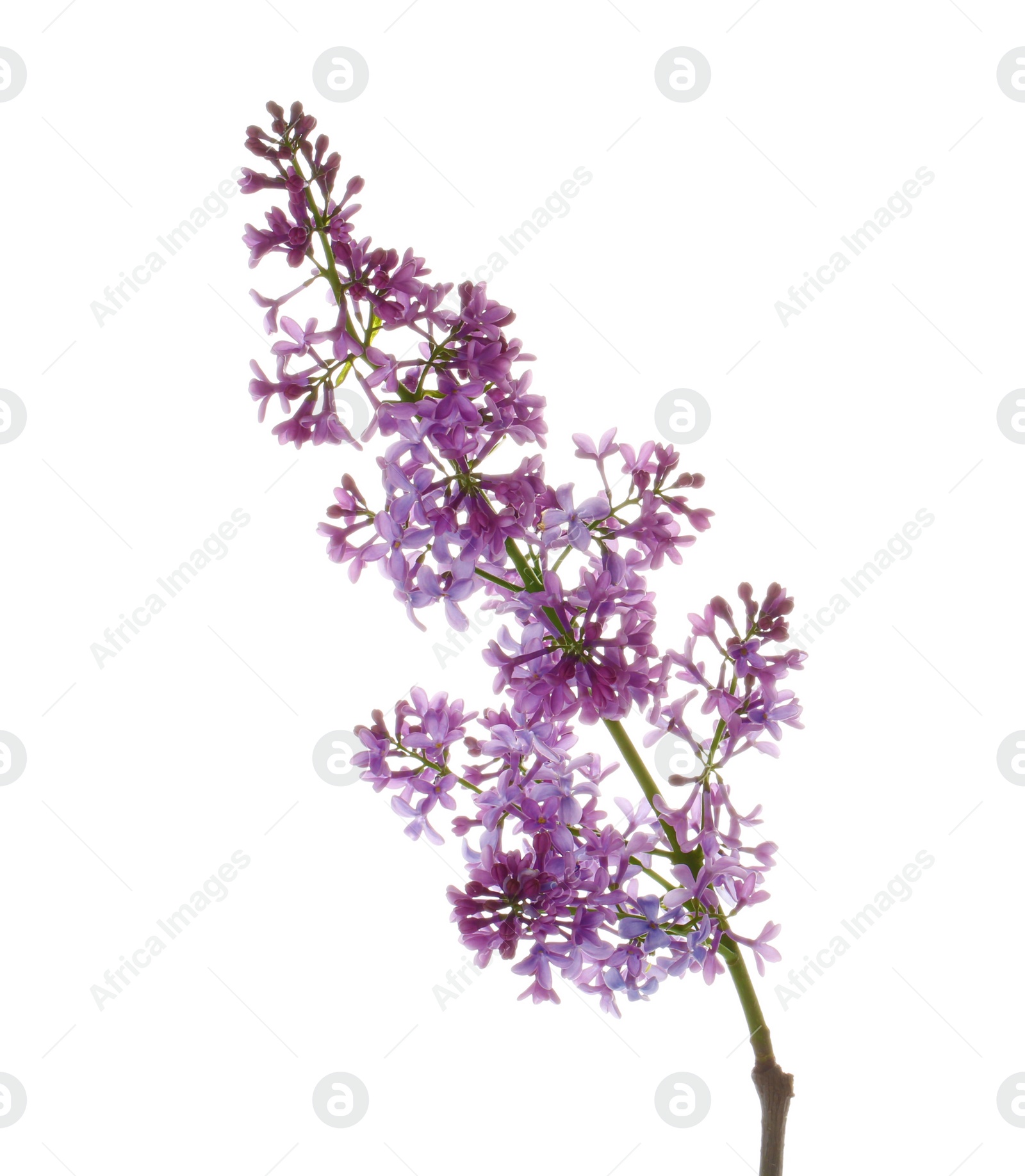 Photo of Branch with lilac flowers on white background