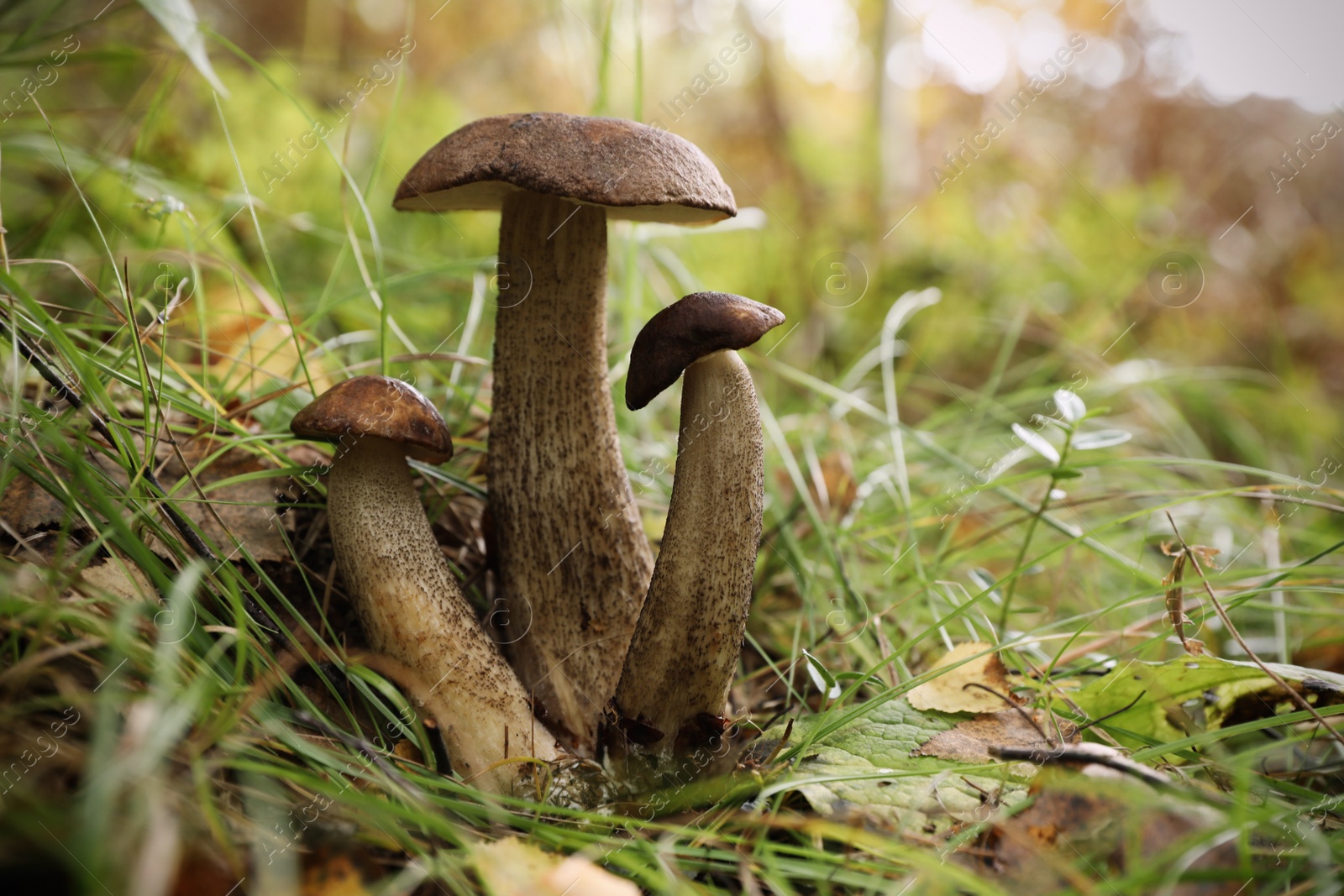 Photo of Fresh wild mushrooms growing in forest, closeup. Space for text