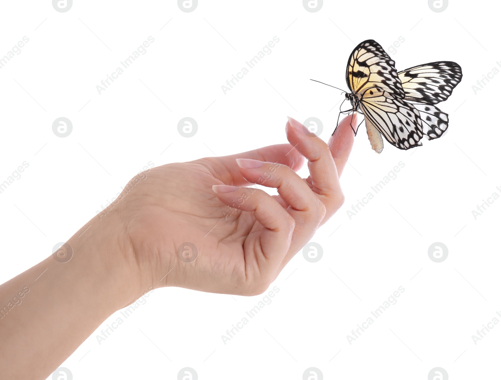 Photo of Woman holding beautiful rice paper butterfly on white background, closeup