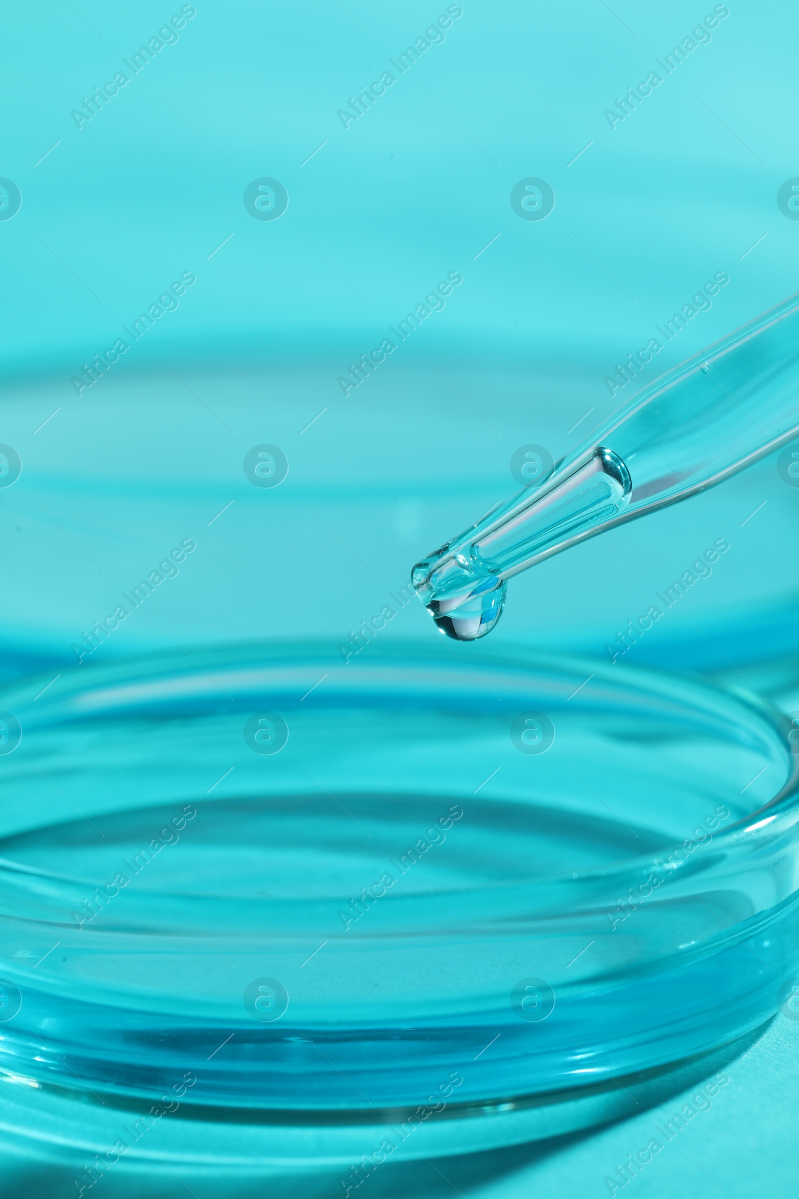 Photo of Dripping liquid from pipette into petri dish at light blue table, closeup. Laboratory analysis