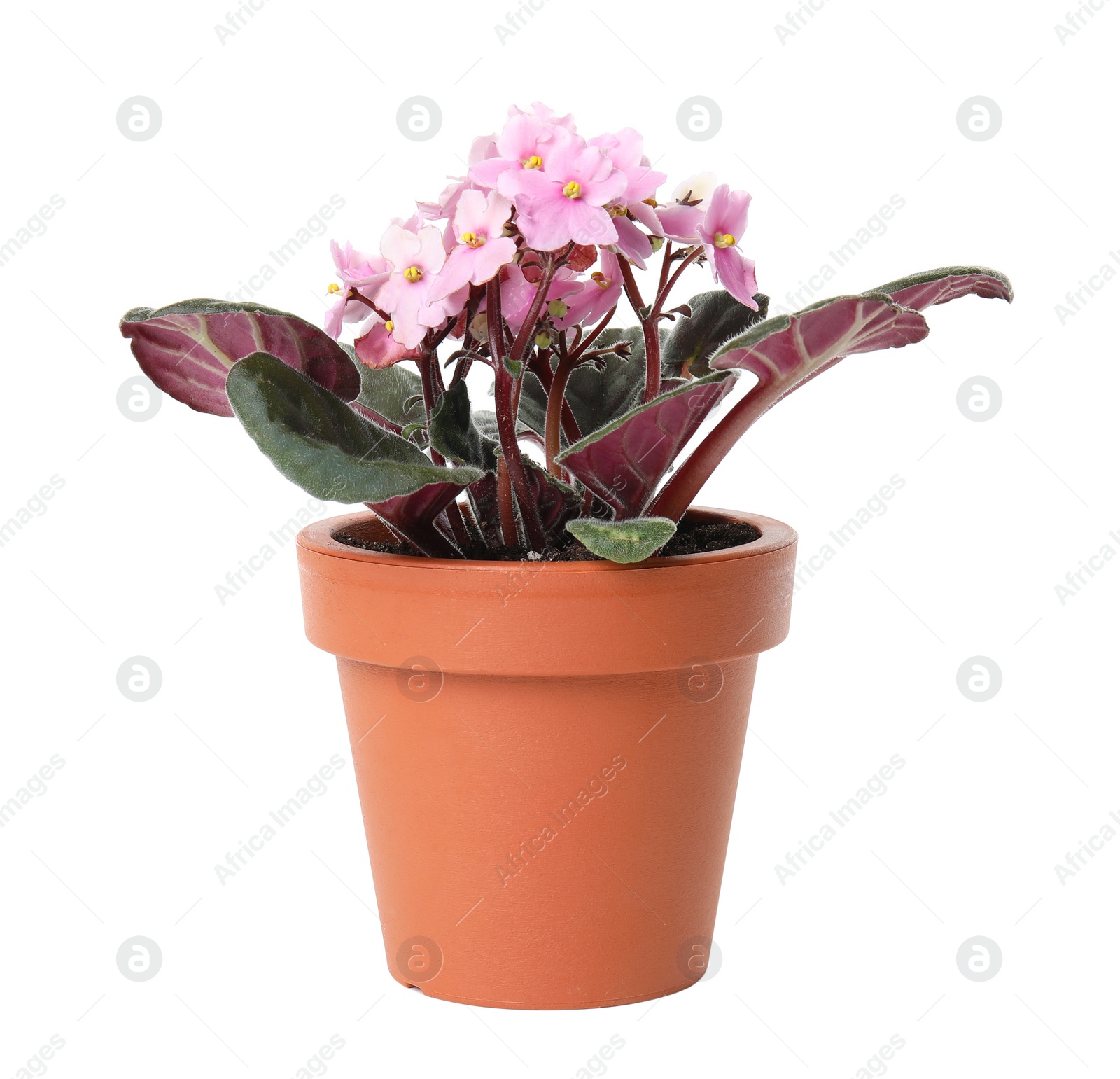 Photo of Pot with Saintpaulia home plant on white background