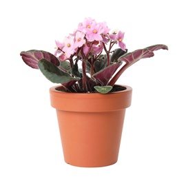 Pot with Saintpaulia home plant on white background