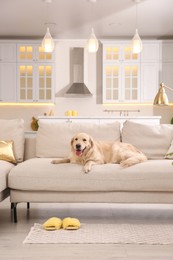 Modern living room interior. Cute Golden Labrador Retriever on couch