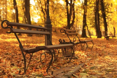 Wooden benches and fallen leaves in park on sunny day