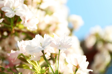 Photo of Blossoming cherry tree, closeup