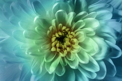 Beautiful chrysanthemum flower as background, closeup. Light blue tone 