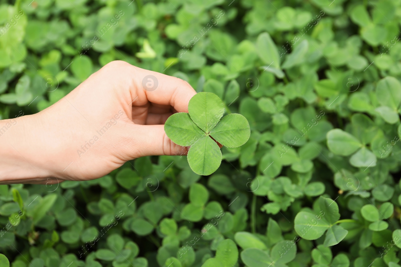 Photo of Woman holding four-leaf clover outdoors, closeup