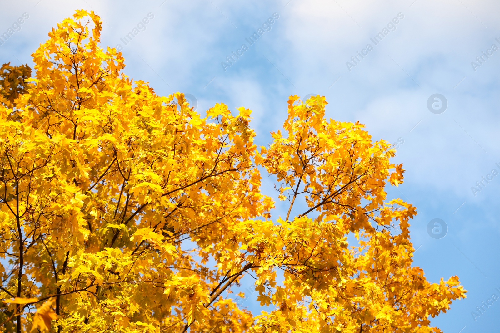 Photo of Beautiful tree with golden leaves and blue sky, bottom view. Autumn season