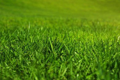 Photo of Fresh green grass as background, closeup view