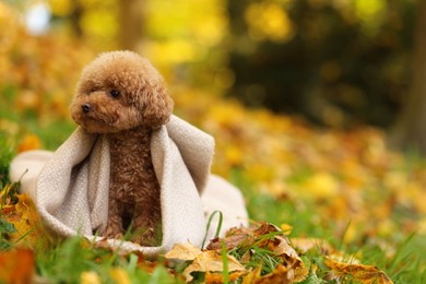 Photo of Cute Maltipoo dog wrapped in blanket in autumn park, space for text