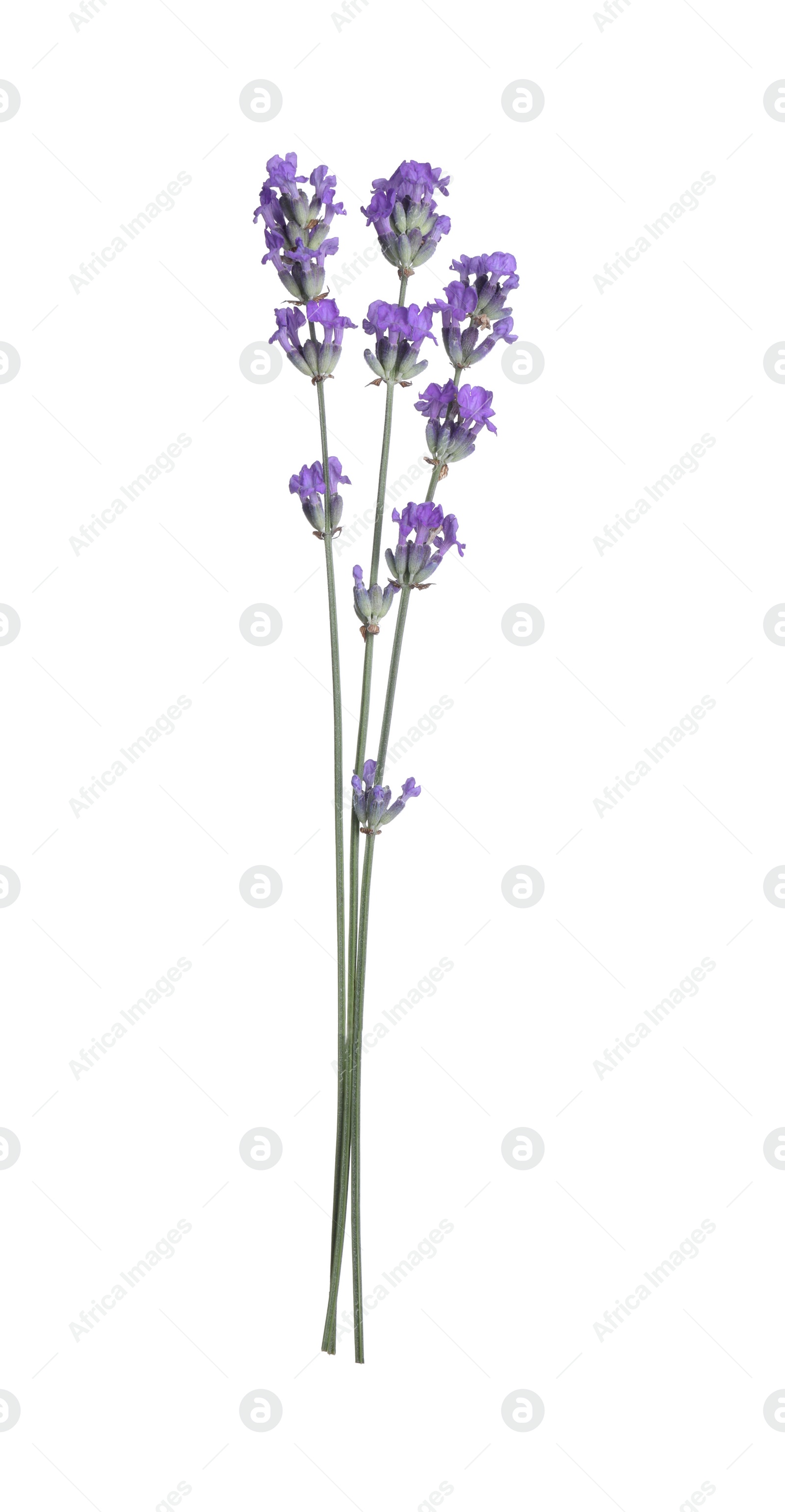 Photo of Beautiful blooming lavender flowers isolated on white