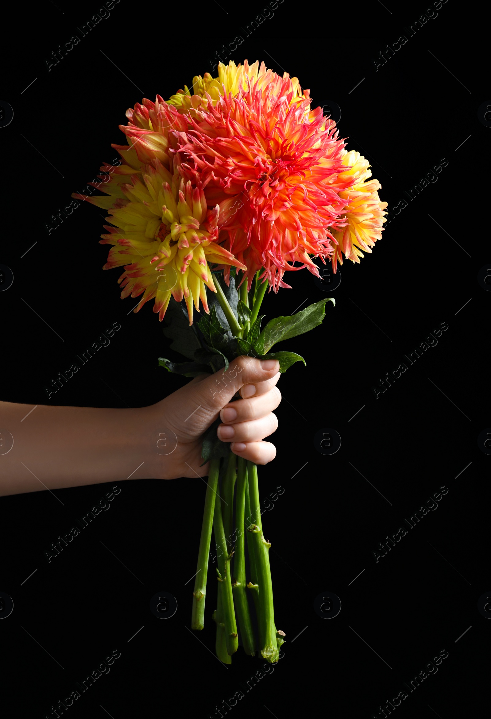 Photo of Woman holding beautiful dahlia flowers on black background, closeup