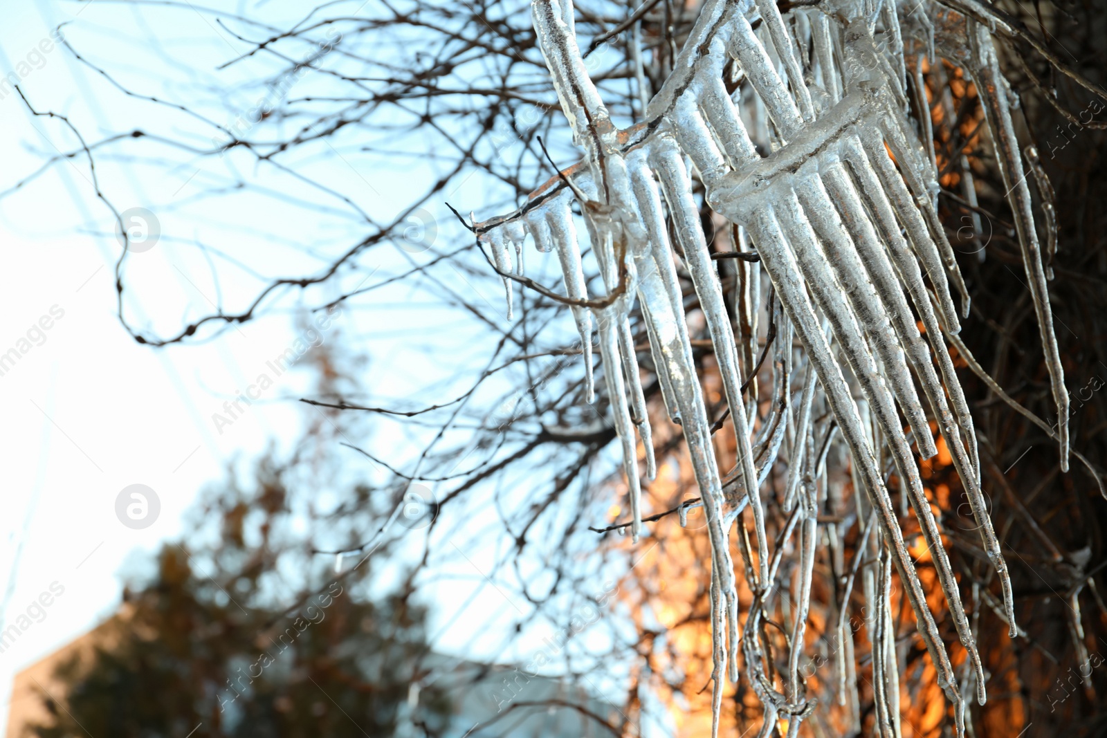 Photo of Tree branches covered with ice outdoors in winter, closeup