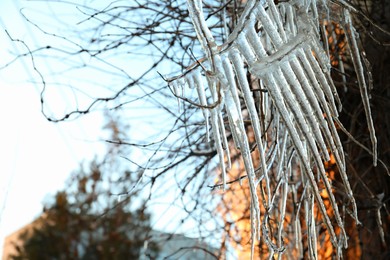 Tree branches covered with ice outdoors in winter, closeup