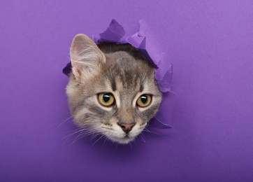 Cute cat looking through hole in purple paper