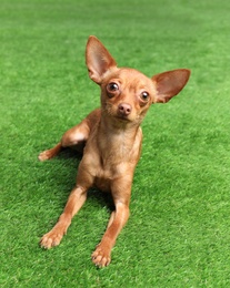 Cute toy terrier on artificial grass. Domestic dog