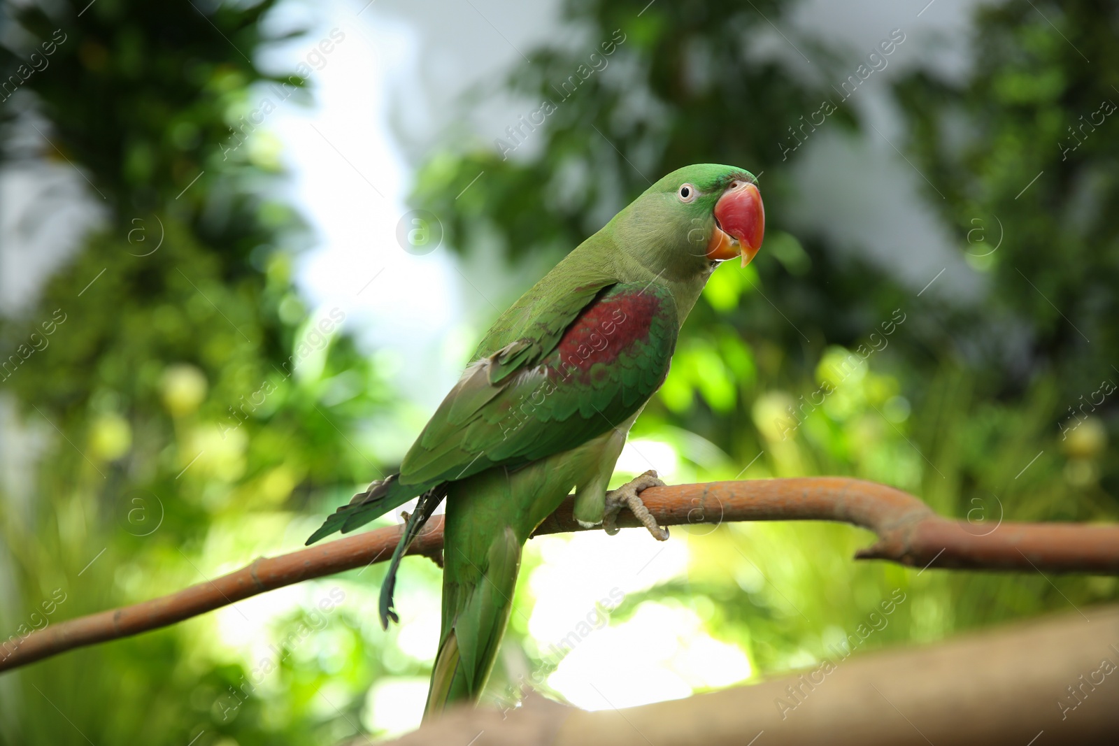 Photo of Beautiful Alexandrine Parakeet on tree branch outdoors