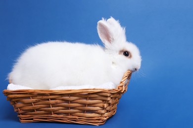 Fluffy white rabbit in wicker basket on blue background. Cute pet