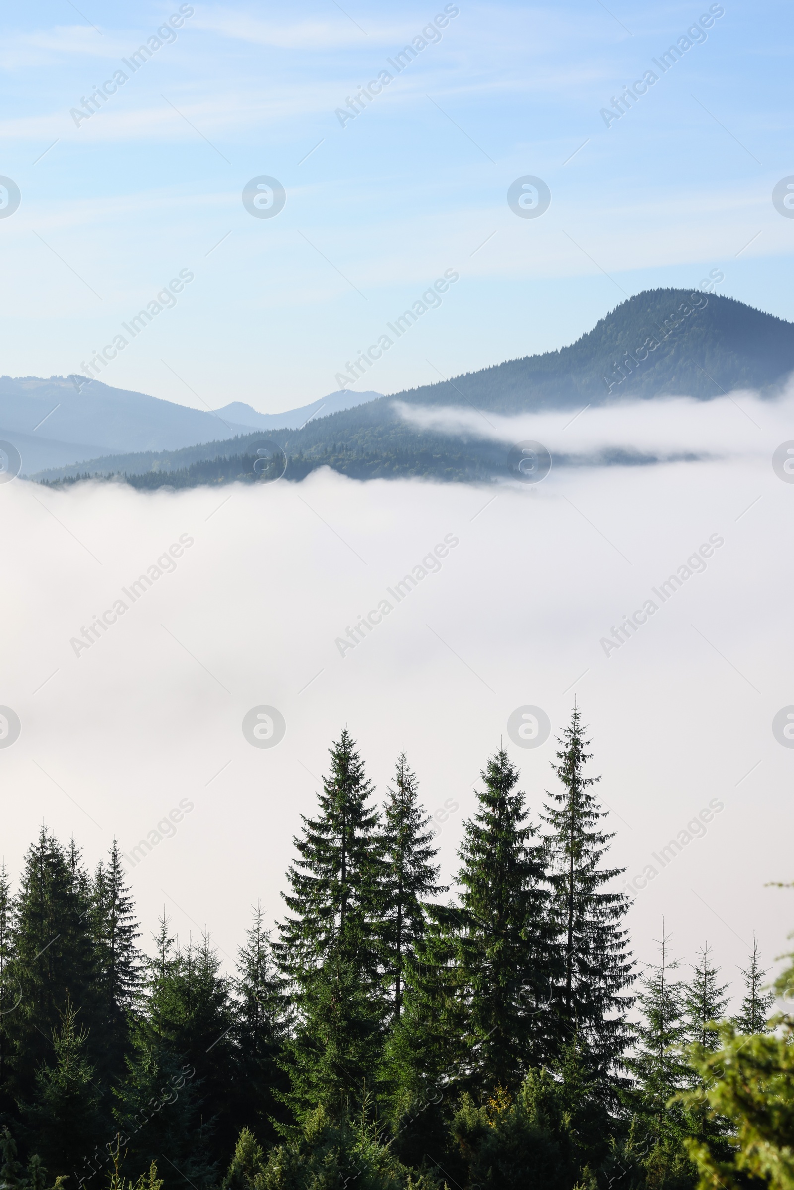 Photo of Picturesque view foggy forest in mountains on morning