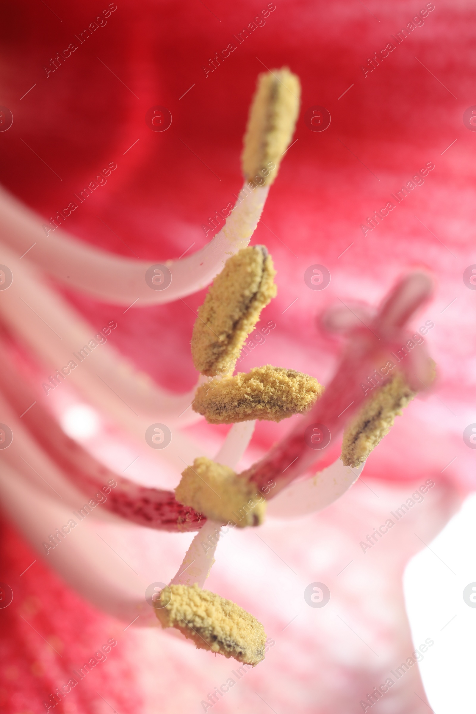 Photo of Beautiful red Amaryllis flower as background, macro view