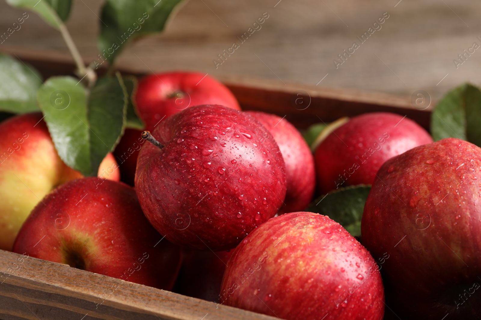 Photo of Ripe red apples with water drops and green leaves in crate, closeup